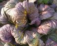 Giant Red Heirloom Mustard Green Seed
