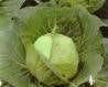 Golden Acre Heirloom Cabbage Seed