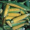 Golden Bantam Heirloom Corn Seed