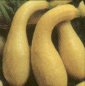 Golden Crookneck Heirloom Certified- Squash Seed