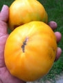 Golden Ponderosa Heirloom Tomato Seed