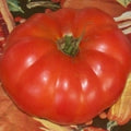 Good Neighbor Heirloom Tomato Seed