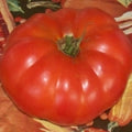 Good Neighbor Heirloom Tomato Seed