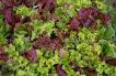 Gourmet Mix Heirloom Certified- Lettuce Seed