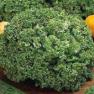 Grand Rapids Heirloom Lettuce Seed