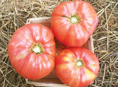 Granny Cantrell's German Red-Pink Heirloom Tomato Seed