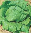 Great Lakes Heirloom Lettuce Seed