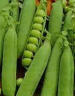 Green Arrow Heirloom Pea Seed