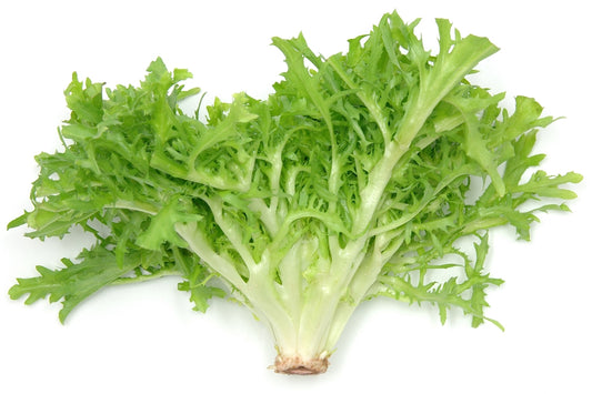 Green Curled Ruffich Heirloom Endive Seed