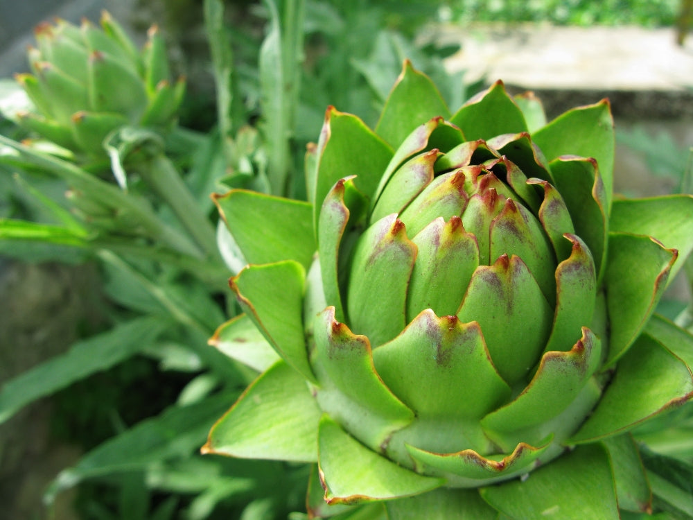 Green Globe Heirloom Artichoke Seed