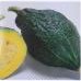 Green Hubbard Heirloom Squash Seed