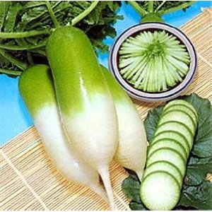 Green Luobo Winter Heirloom Radish Seed – Sweet Corn Organic Nursery
