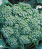 Green Sprouting Heirloom Certified- Broccoli Seed