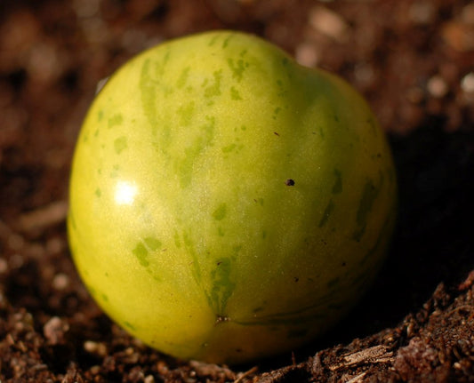 Green Zebra Heirloom Certified- Tomato Seed