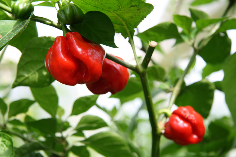 Habanero Heirloom Certified- Pepper Seed