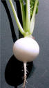 Hailstone Heirloom Radish Seed