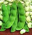 Henderson Baby Lima Heirloom Bean Seed