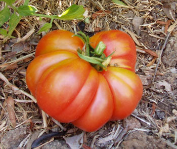 Henderson's Pink Ponderosa Heirloom Tomato Seed