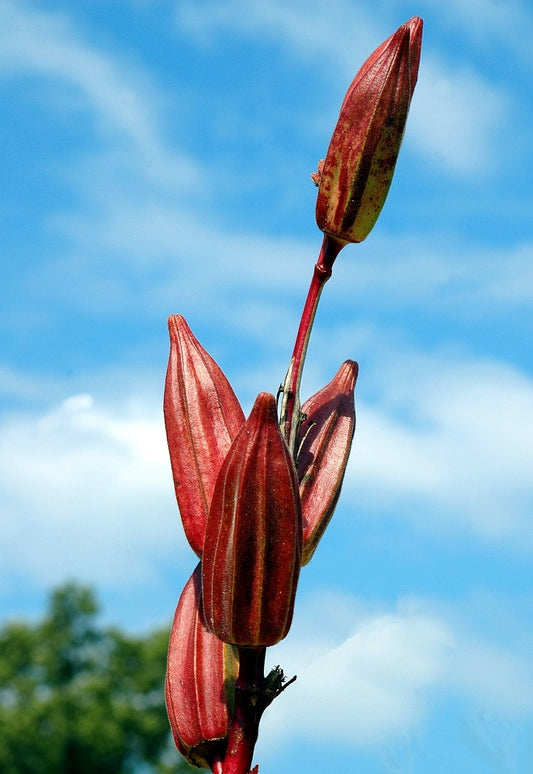 Hill Country Heirloom Certified- Okra Seed