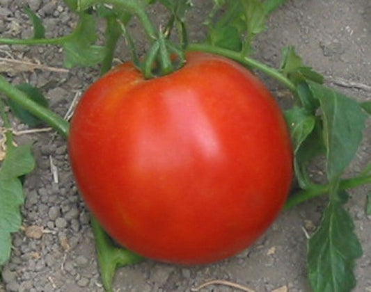 Homestead 24 Heirloom Tomato Seed
