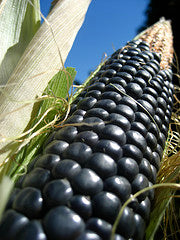 Hopi Blue Heirloom Corn Seed