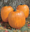 Howden Field Heirloom Certified- Pumpkin Seed