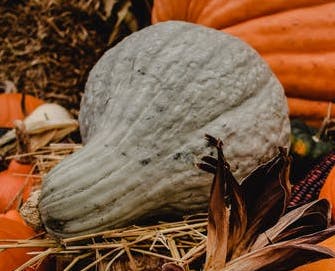 Blue Hubbard Heirloom Squash Seed