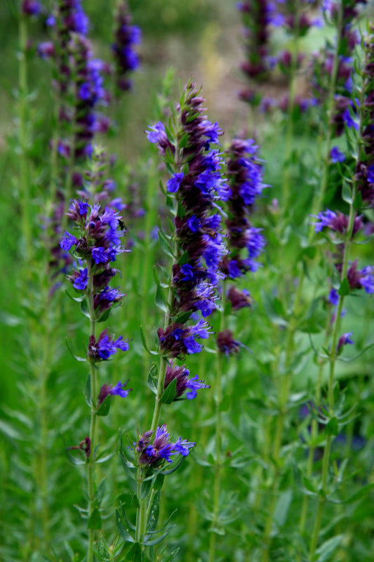 Hyssop Heirloom Herb Seed