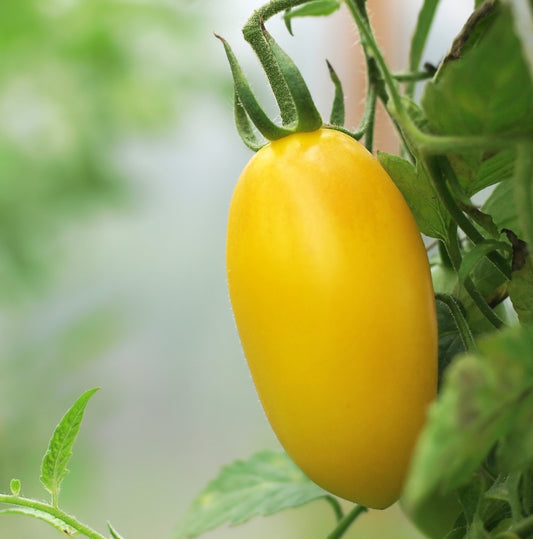 Ildi Heirloom Tomato Seed