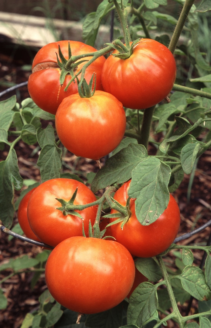 Illini Star Heirloom Certified- Tomato Seed
