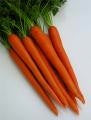 Imperator Heirloom Carrot Seed