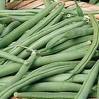 Improved Tendergreen Bush Heirloom Bean Seed