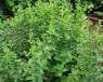 Italian Oregano Heirloom Certified- Herb Seed