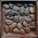 Jackson Wonder Lima Heirloom Bean Seed