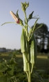 Jade Heirloom Certified- Okra Seed