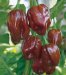 Jamaican Hot Chocolate Heirloom Pepper Seed