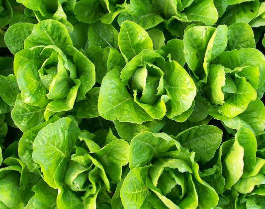 Jericho Heirloom Lettuce Seed