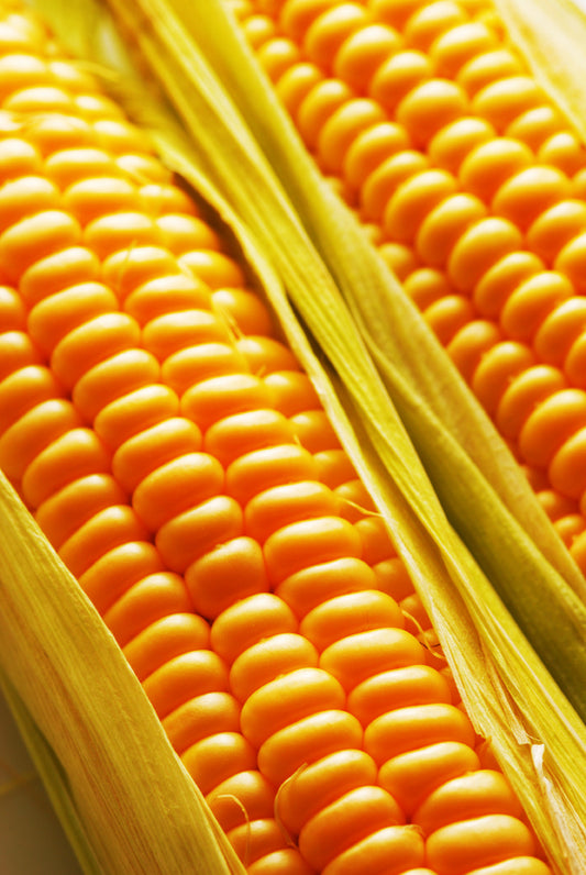 Kandy Corn Seed