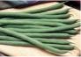 Kentucky Wonder Blue Pole Heirloom Bean Seed