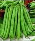 Kentucky Wonder Pole Heirloom Bean Seed