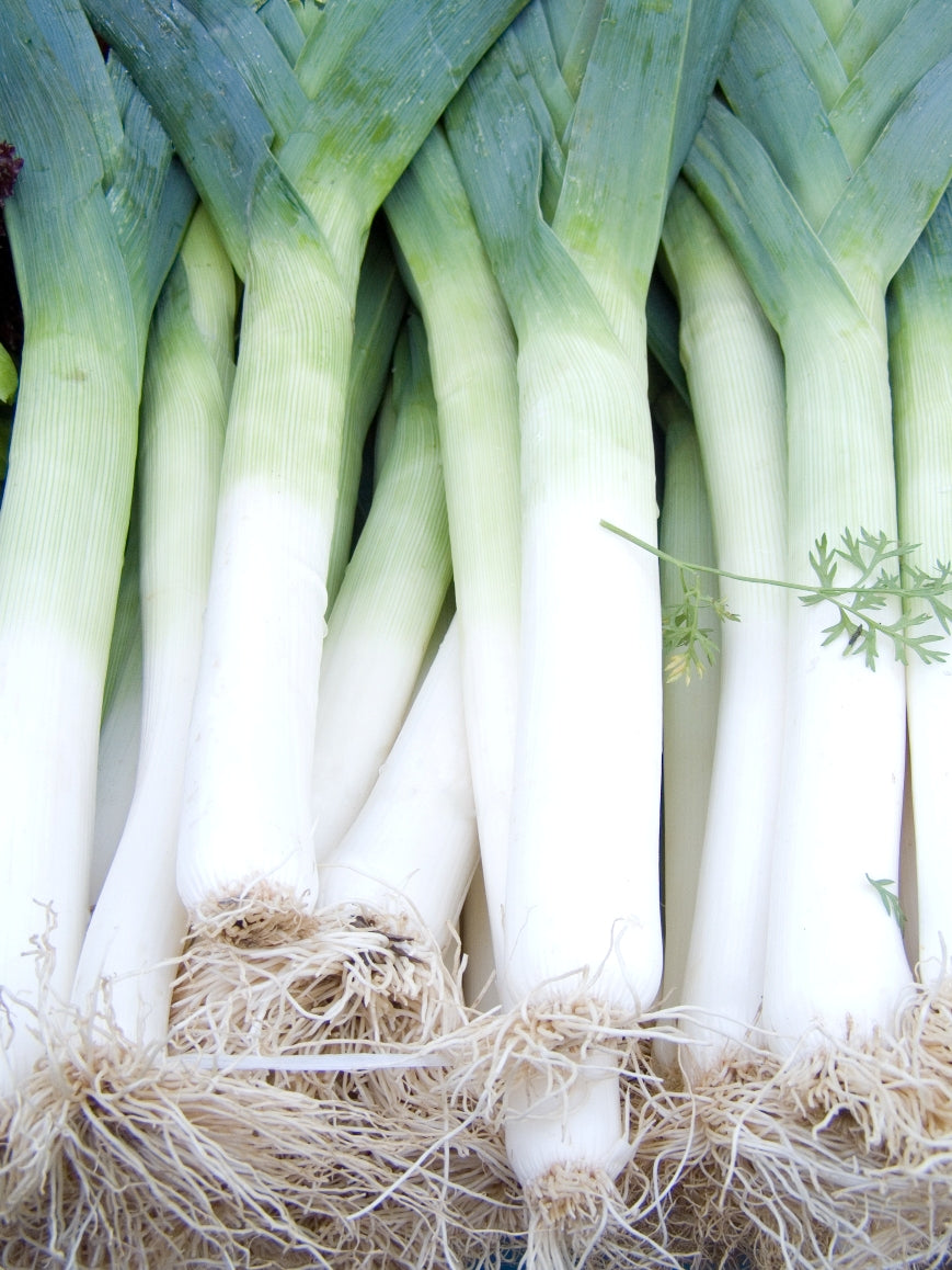 King Richard Heirloom Certified- Leek Seed