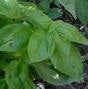 Large Leaf Basil Heirloom Certified-Herb Seed