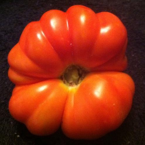 Large Red Heirloom Tomato Seed