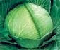Late Flat Dutch Heirloom Cabbage Seed