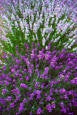 Lavender Heirloom Herb Seed