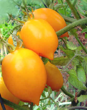 Lemon Plum Heirloom Tomato Seed