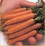 Little Finger Heirloom Certified- Carrot Seed