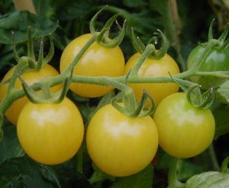 Lollipop Heirloom Tomato Seed