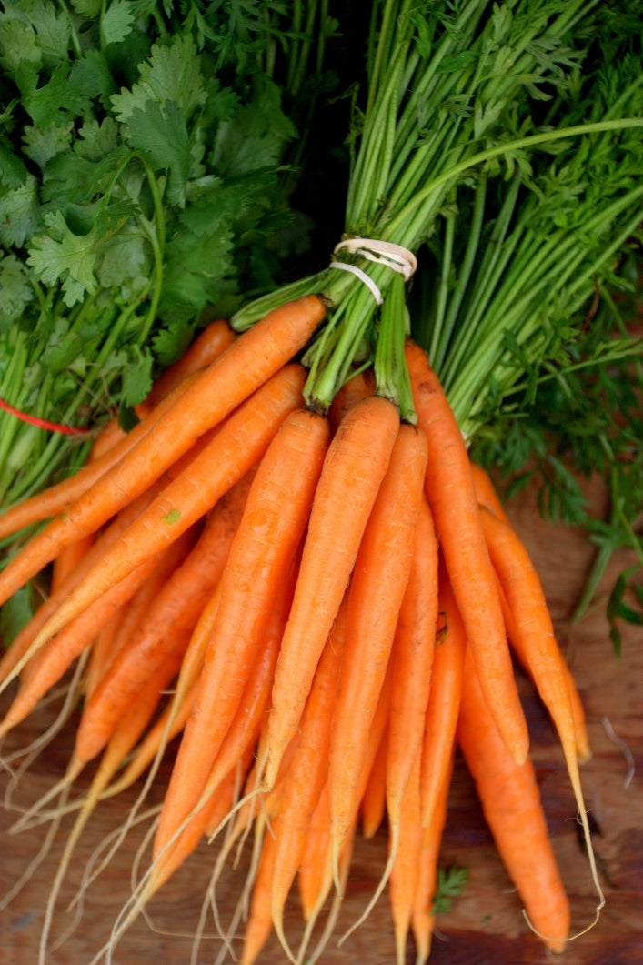 Long Orange Improved Heirloom Certified- Carrot Seed