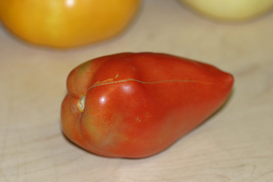 Long Tom Heirloom Tomato Seed